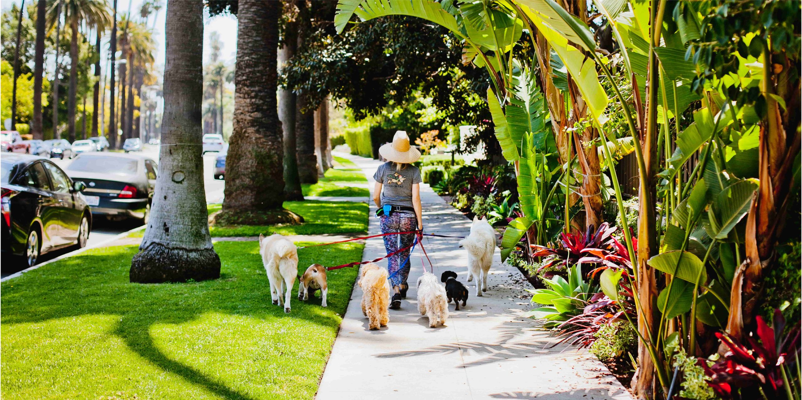 A person walks several dogs along a sunny sidewalk, surrounded by lush greenery and palm trees.