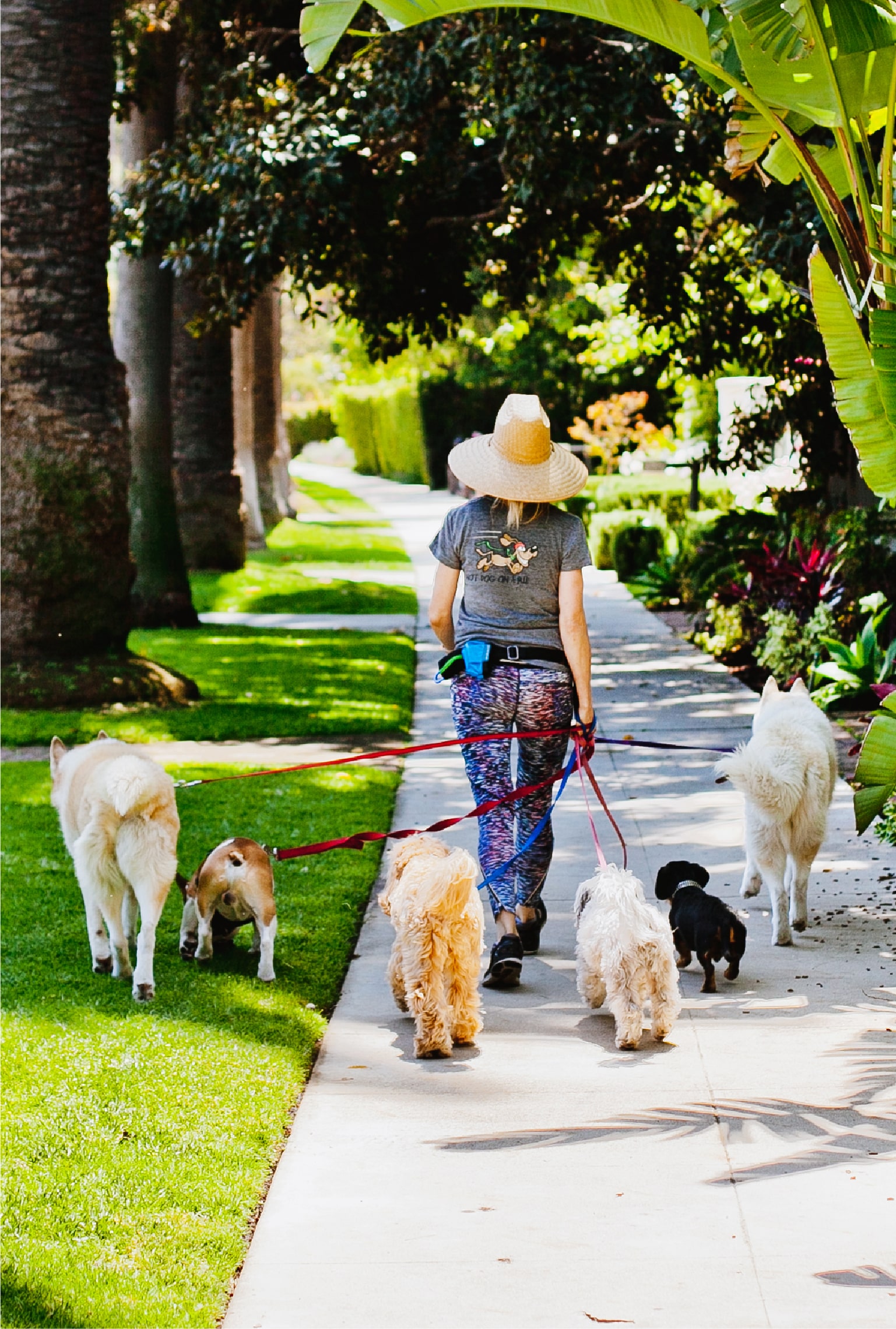 Woman walking multiple dogs on a sunny sidewalk lined with greenery and colorful plants.