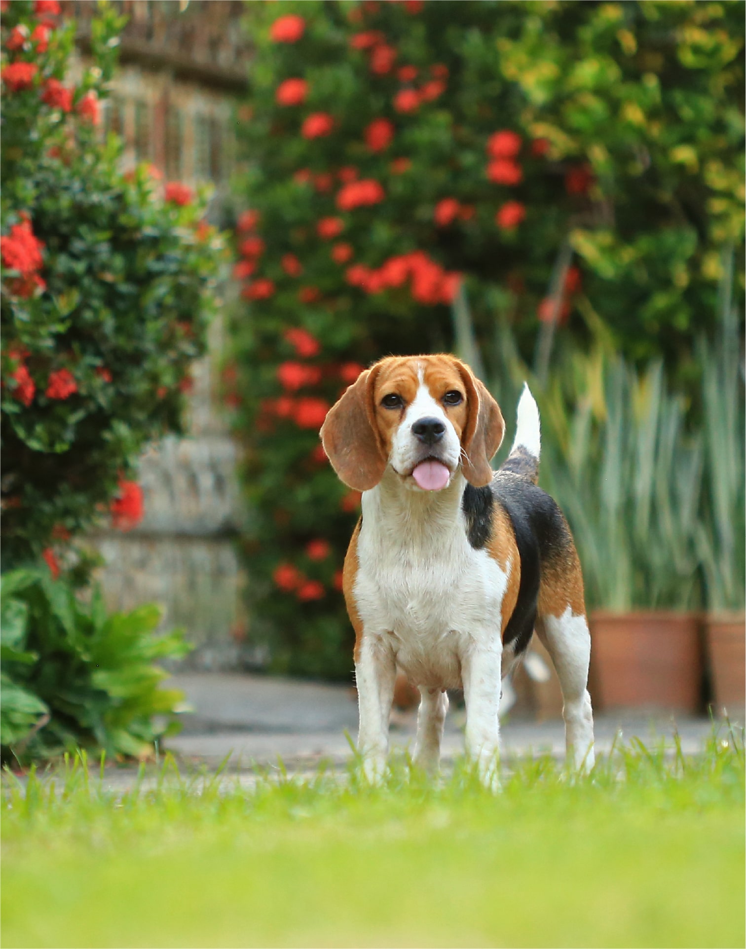 Beagle standing in garden with bright flowers and greenery in the background.