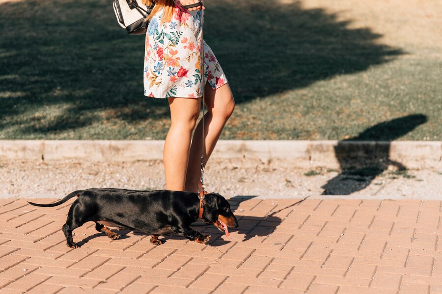 dog on walkway