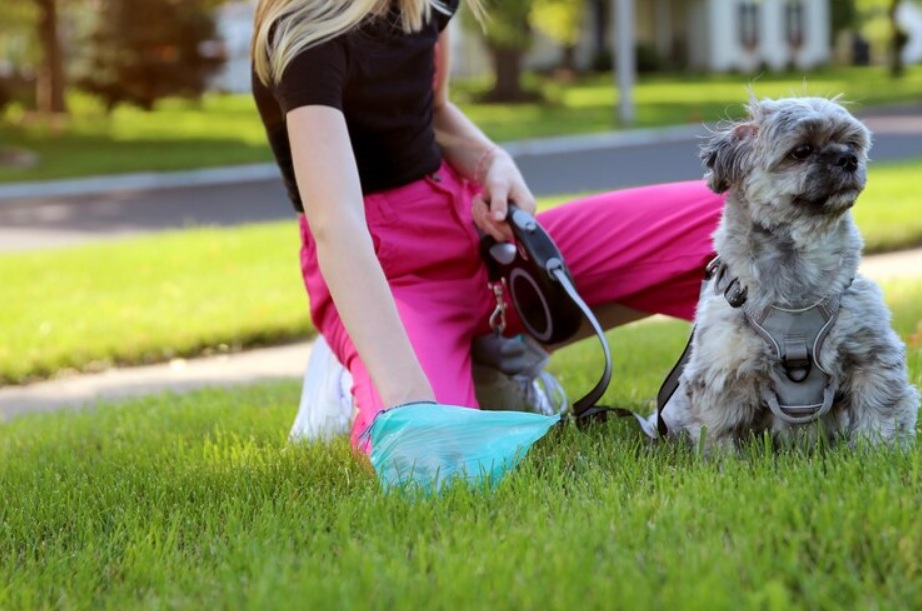 dog waste