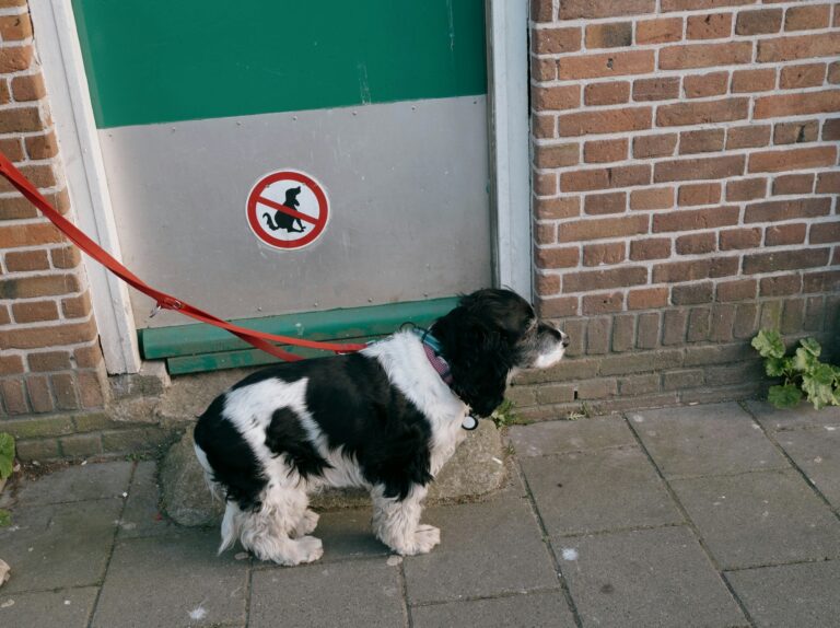 dog waste