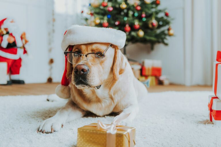 holiday dog