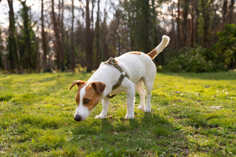 dog poop