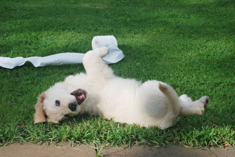 dog waste